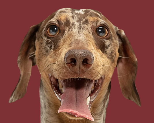 Venison Treats for Dogs